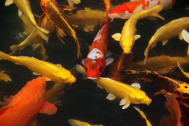 Fish Emulsion